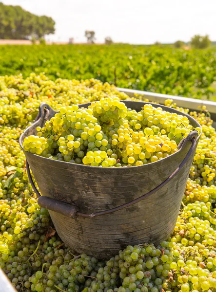 Sklizeň s sklizně hroznů Chardonnay — Stock fotografie