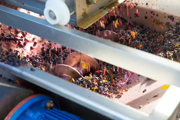 Triturador de saca-rolhas destemmer vinhedos com uvas — Fotografia de Stock