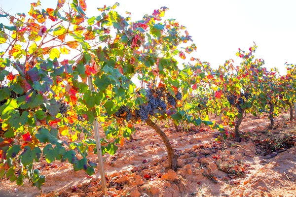 Autumn golden red vineyards in Utiel Requena — Stock Photo, Image