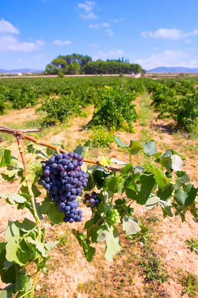 Bobal wijndruiven klaar voor oogst in mediterrane — Stockfoto