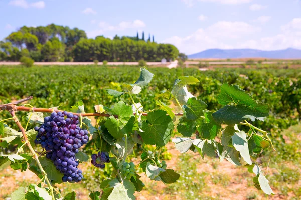 Uvas de vinho à base de plantas prontas para a colheita no Mediterrâneo — Fotografia de Stock