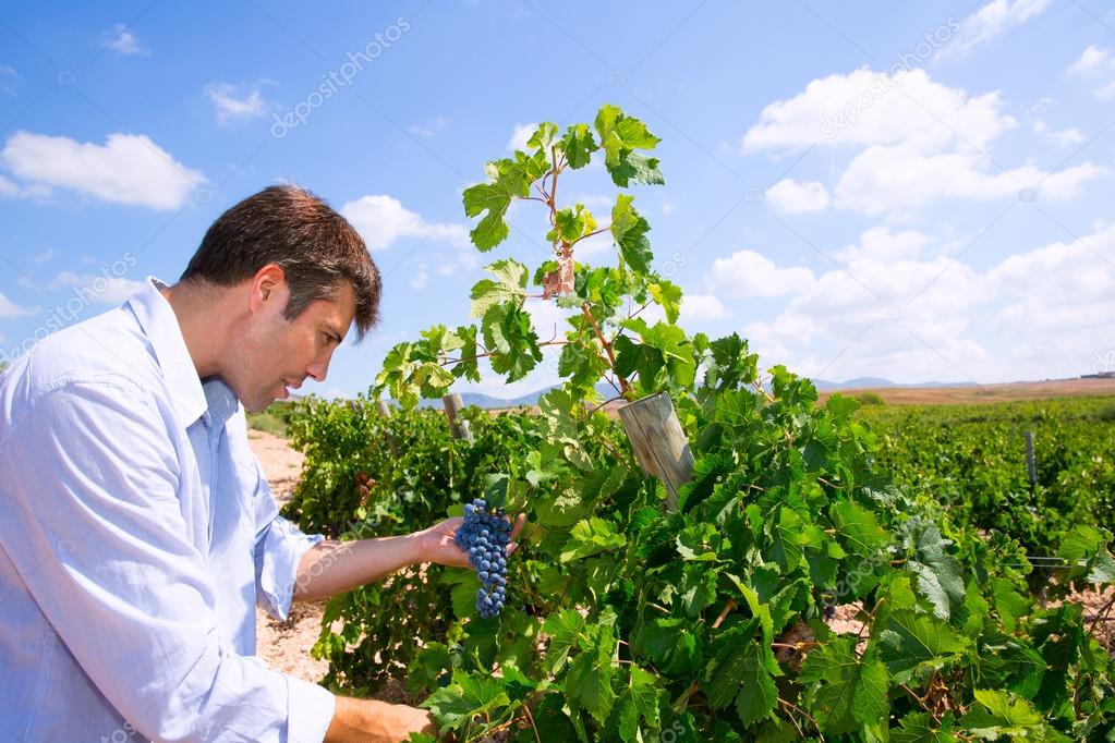 Winemaker oenologist checking Tempranillo wine grapes