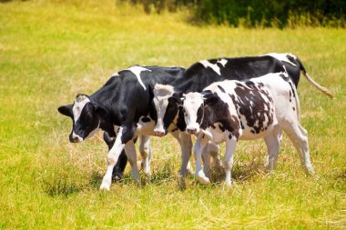 menorca, yeşil çayır otlatma sığır inek be