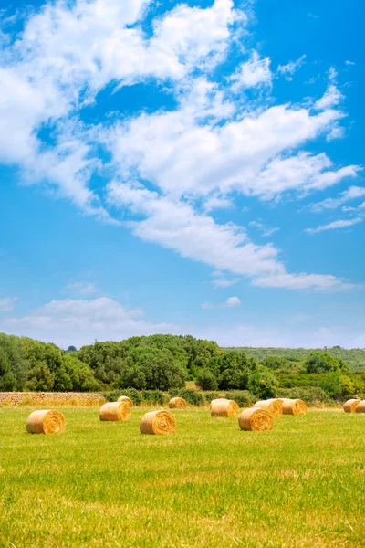 Siano bale okrągłe greenfield roślin zbożowych w słoneczny dzień — Zdjęcie stockowe