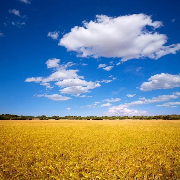 Поля золотой пшеницы Менорки в Цитадели — стоковое фото