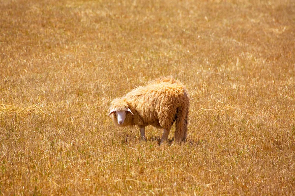 Ovelhas Menorca pastando em prado seco dourado — Fotografia de Stock