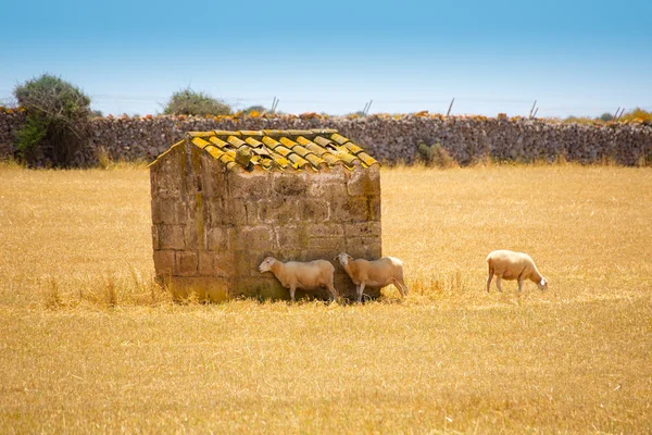 Menorca koyun otlatma altın kuru çayırda akın — Stok fotoğraf
