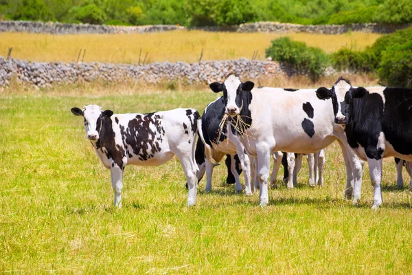 Menorca Friesian cow cattle grazing in green meadow — Stock Photo, Image