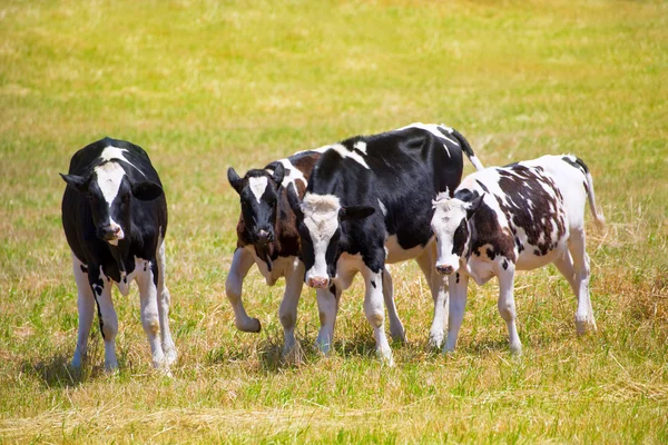 메 노르 카 friesian 암소 소 녹색 풀밭에 방목 — 스톡 사진