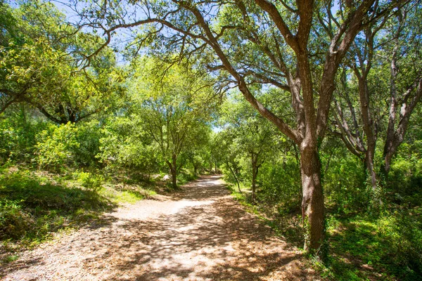 Menorca forest oak trees in Cala en Turqueta Ciudadela — Stock Photo, Image