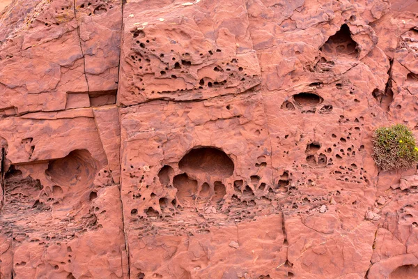 Red rock holes detail texture in Menorca Balearics — Stock Photo, Image