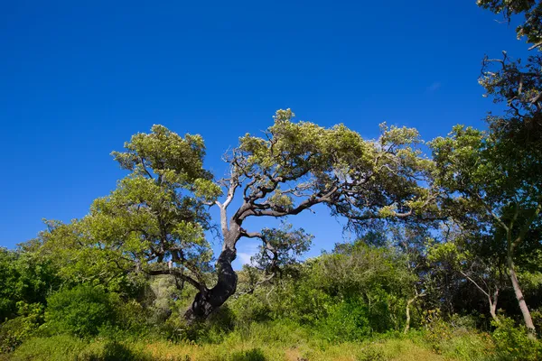 Menorca oak tree forest in northern cost near Cala Pilar — Stock Photo, Image