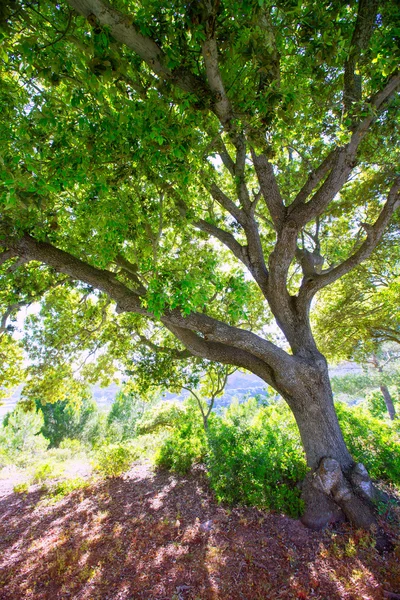 Floresta de carvalho de Menorca no custo norte perto Cala Pilar — Fotografia de Stock