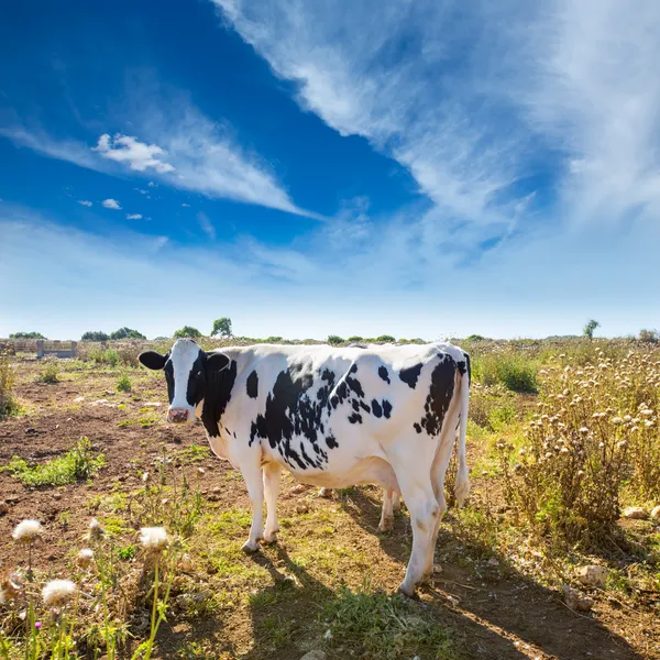 Menorca vaca friesia pastando cerca de Ciutadella Baleares —  Fotos de Stock