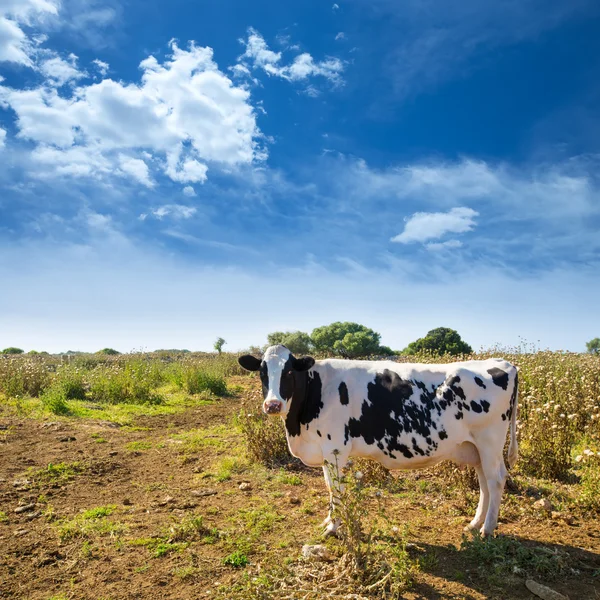 Menorca vaca friesiana pastando perto de Ciutadella Baleares — Fotografia de Stock