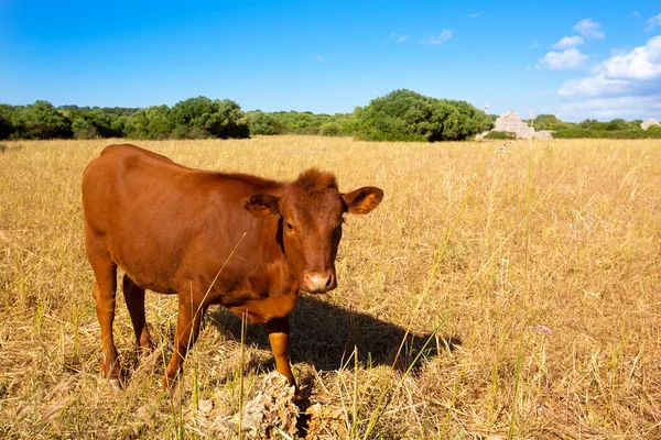 Коричневая корова Менорка пасущаяся на золотом поле возле Цитадели — стоковое фото