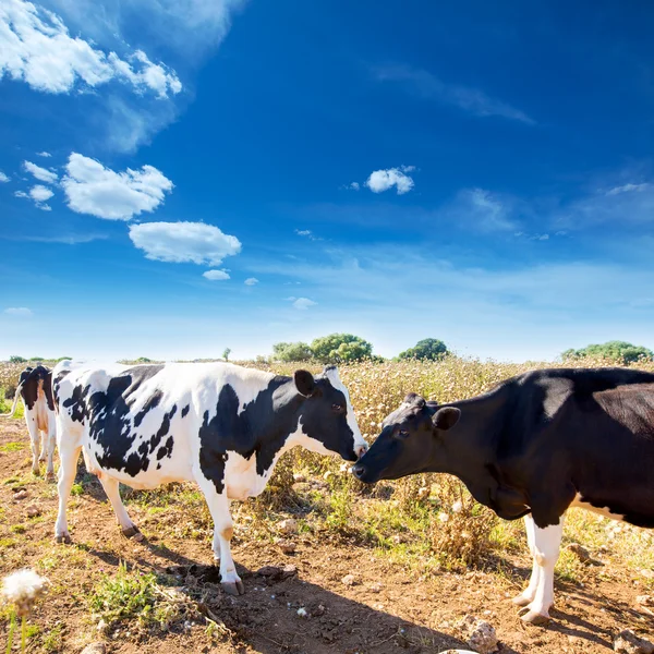 Friesian cows kissing each other in Menorca Balearic — Stock Photo, Image