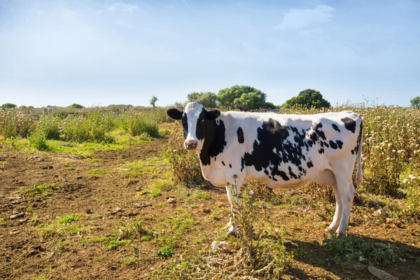 Pâturage de vache frisonne à Minorque près de Ciutadella Baléares — Photo