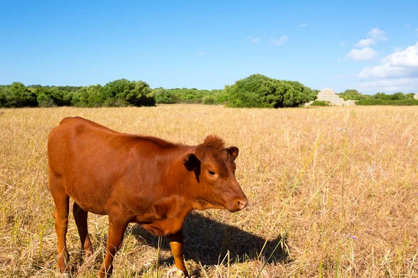 Menorca hnědá kráva pasoucí se v zlatém poli blízko ciutadella — Stock fotografie