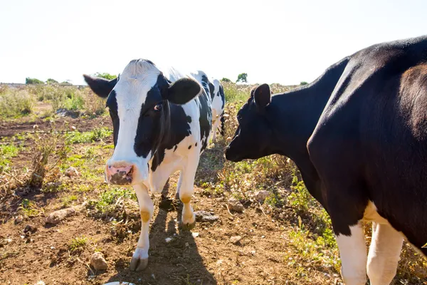 Menorca friesian cows cattle grazing near Ciutadella — Stock Photo, Image