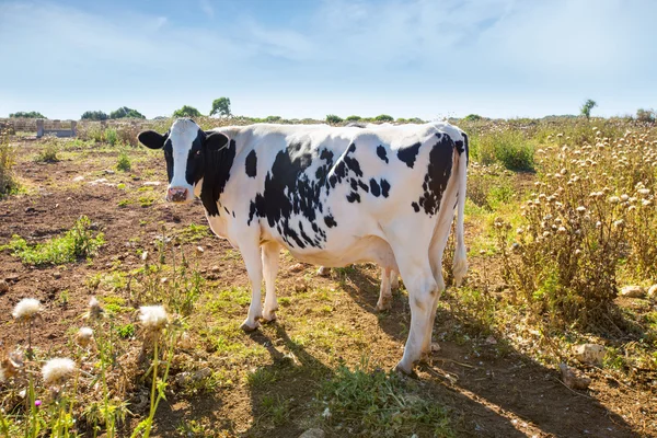 Menorca friesian cow grazing near Ciutadella Balearic — Stock Photo, Image