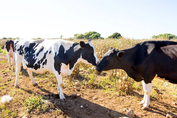 Friese koeien zoenen elkaar in menorca Balearen — Stockfoto