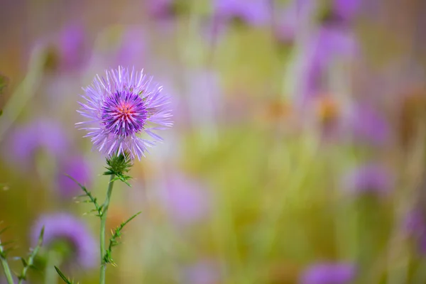 メノルカ島春紫アザミの花 — ストック写真