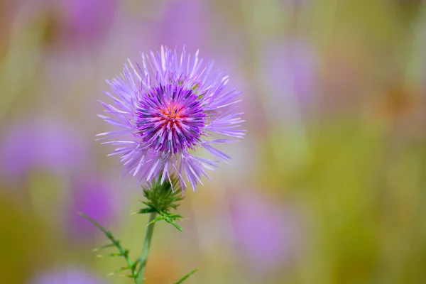 Menorca primavera cardo roxo flores — Fotografia de Stock