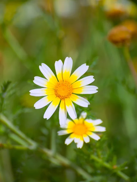 Menorca våren daisy vita och gula vilda blommor — Stockfoto