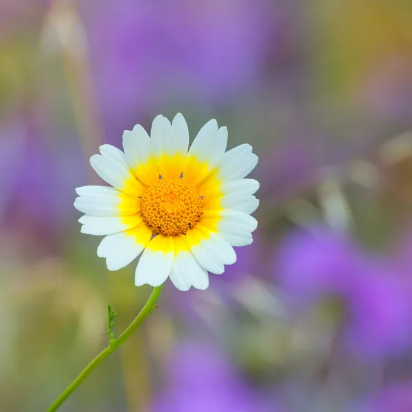 Menorca spring daisy white and yellow wild flowers — Stock Photo, Image