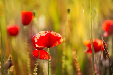 Haşhaş haşhaş kırmızı çiçekler Menorca içinde bahar alanları