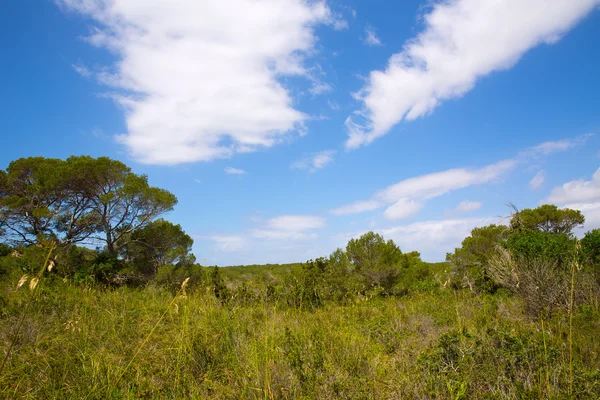 Paisaje forestal mediterráneo en Menorca cerca de Macarella — Foto de Stock