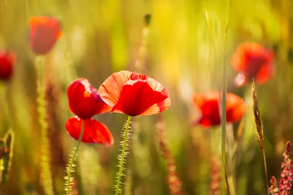 Poppies Poppy red flowers in Menorca spring fields — Stock Photo, Image