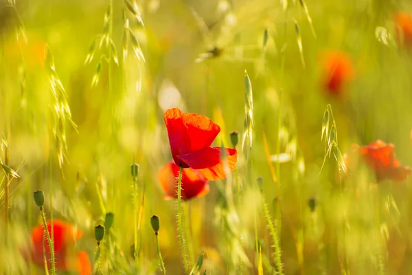 Coquelicots Fleurs rouges de pavot dans les champs de printemps de Minorque — Photo