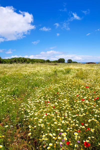 Campo de primavera de Menorca con amapolas y flores de margarita — Foto de Stock