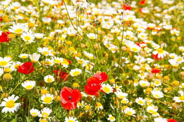 Campo de primavera de Menorca con amapolas y flores de margarita — Foto de Stock