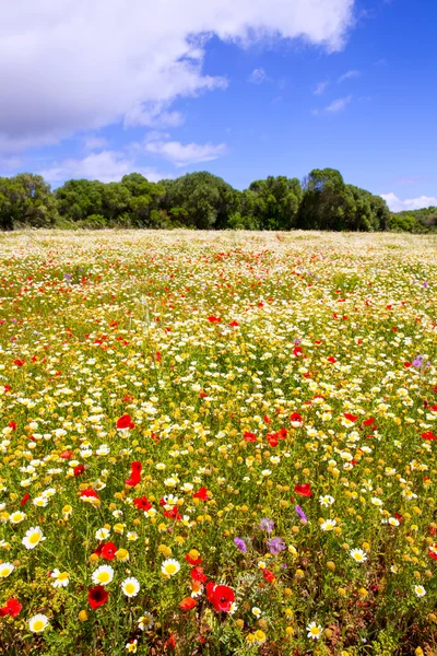 Menorca voorjaar veld met papavers en madeliefjebloemen — Stockfoto