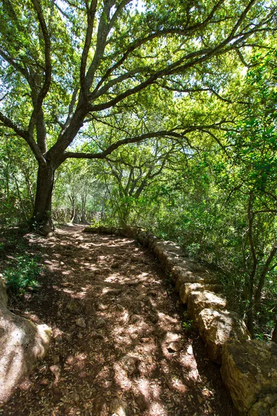 Mediterranean forest in Menorca with oak trees — Stock Photo, Image