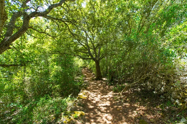 Floresta mediterrânea em Menorca com carvalhos — Fotografia de Stock