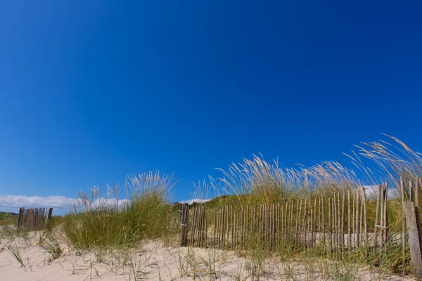 Alaior Cala Son Bou in Menorca dunes at Balearic — Stock Photo, Image