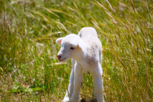 Baby lamb newborn sheep standing on grass field — Stock Photo, Image