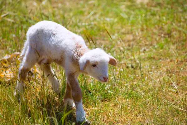 Дитяча баранина новонароджена вівця, що стоїть на трав'яному полі — стокове фото