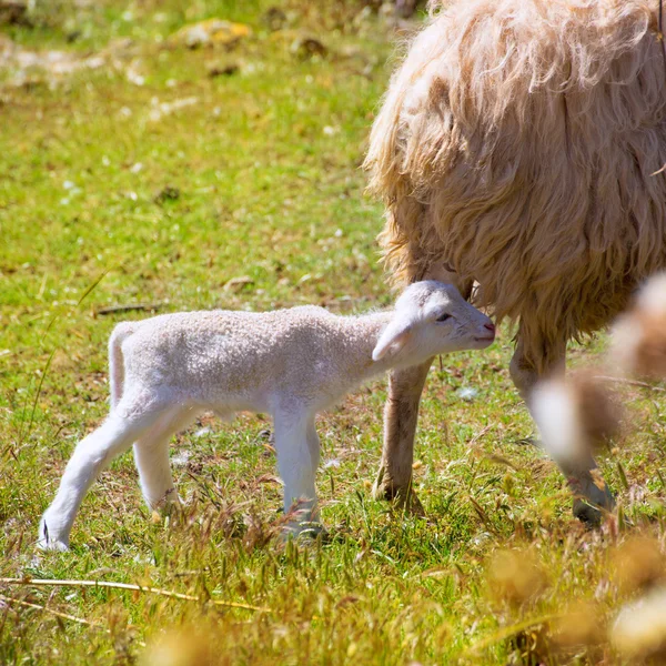 Mamma får och baby lamm betar i ett fält — Stockfoto