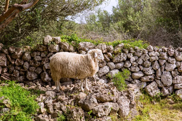 Αρνί πρόβατα στο μεσογειακό τοπίο σε menorca — Φωτογραφία Αρχείου