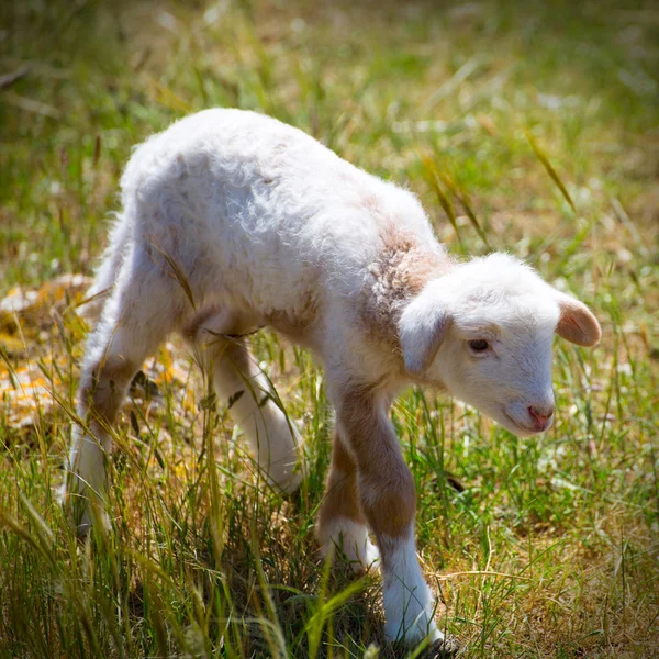 Baby lamb newborn sheep standing on grass field — Stock Photo, Image