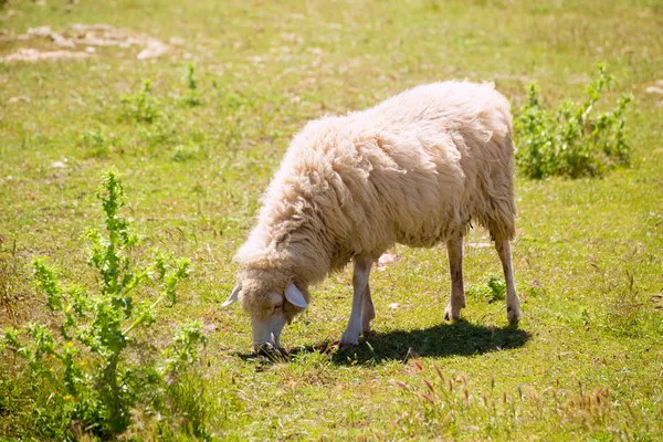 Ovelhas pastando grama em Menorca Baleares — Fotografia de Stock