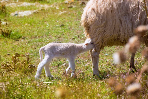Moeder schapen en baby lam verpleging in een veld — Stockfoto