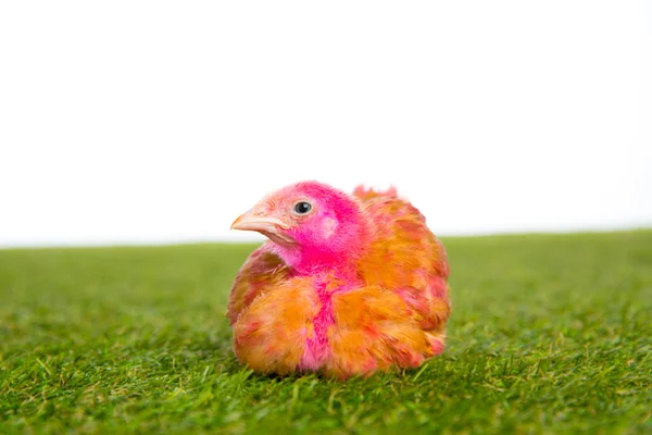 Цыпленок цыпленок розовый окрашен на траве — стоковое фото