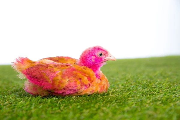 Цыпленок цыпленок розовый окрашен на траве — стоковое фото