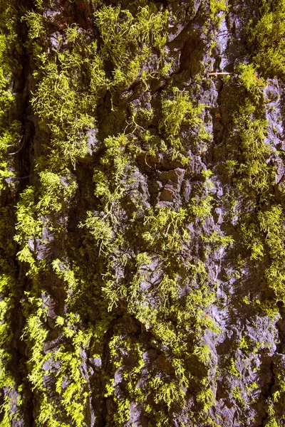 Musgo de liquen en la corteza del tronco de Sequoia — Foto de Stock
